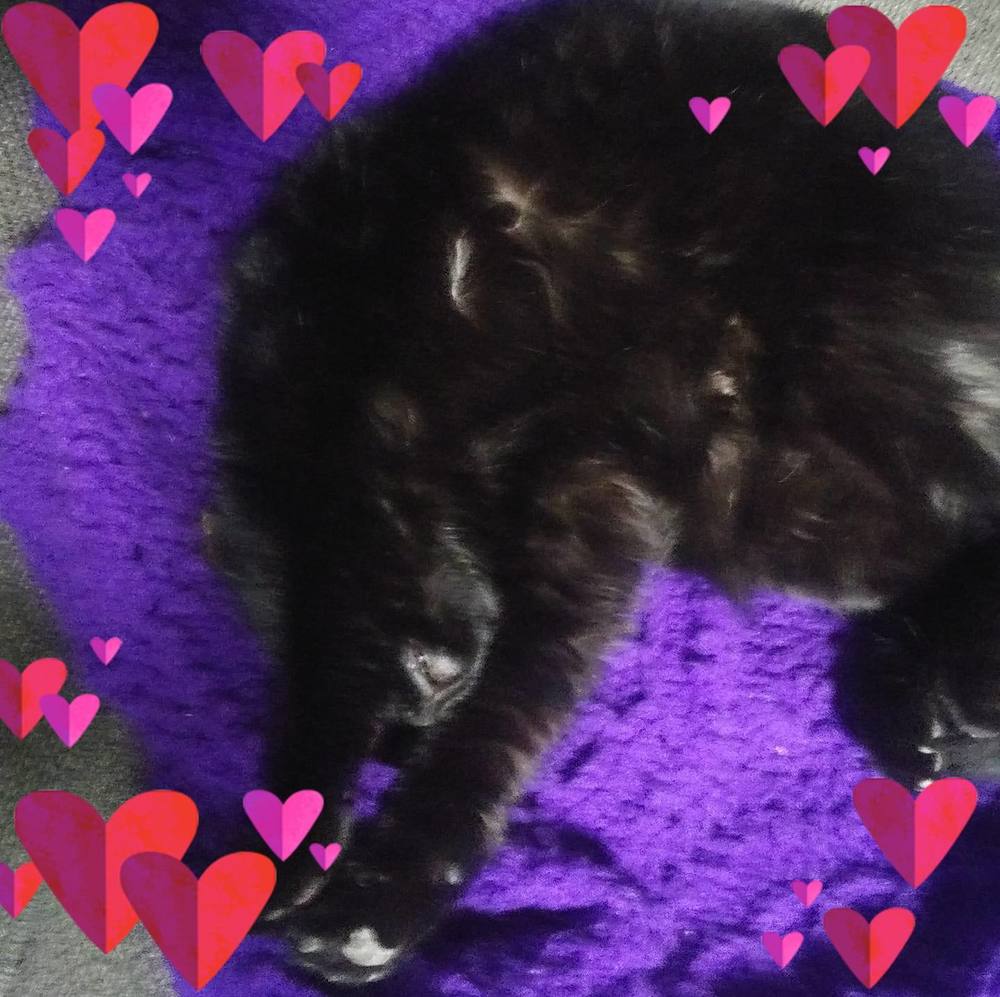 Meet your Posher, Merry